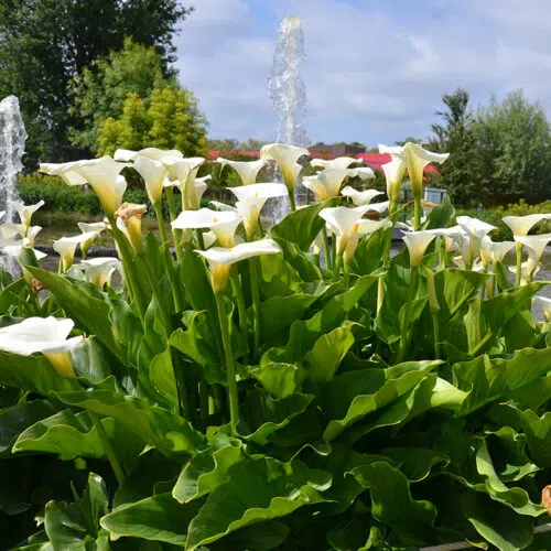 Arum d'Ethiopie