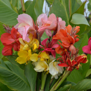 Cannas hauts variés à feuillage vert