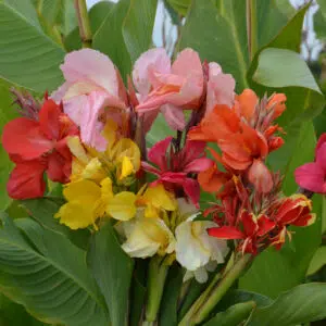 Cannas hauts variés à feuillage vert