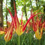 Tulipe Botanique Acuminata