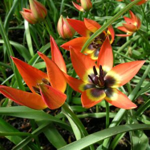 Tulipe botanique Little Princess