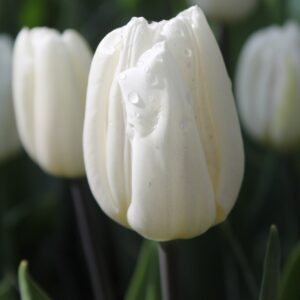 Tulipe Triomphe Haute White Flag
