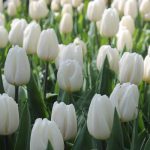 Tulipe Triomphe White Flag