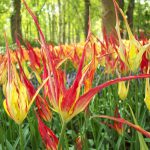 Tulipe Botanique Acuminata