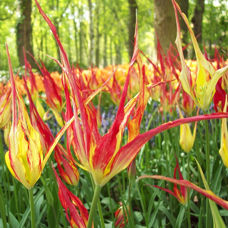Tulipe Botanique Acuminata