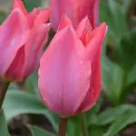 tulipe albert heijn