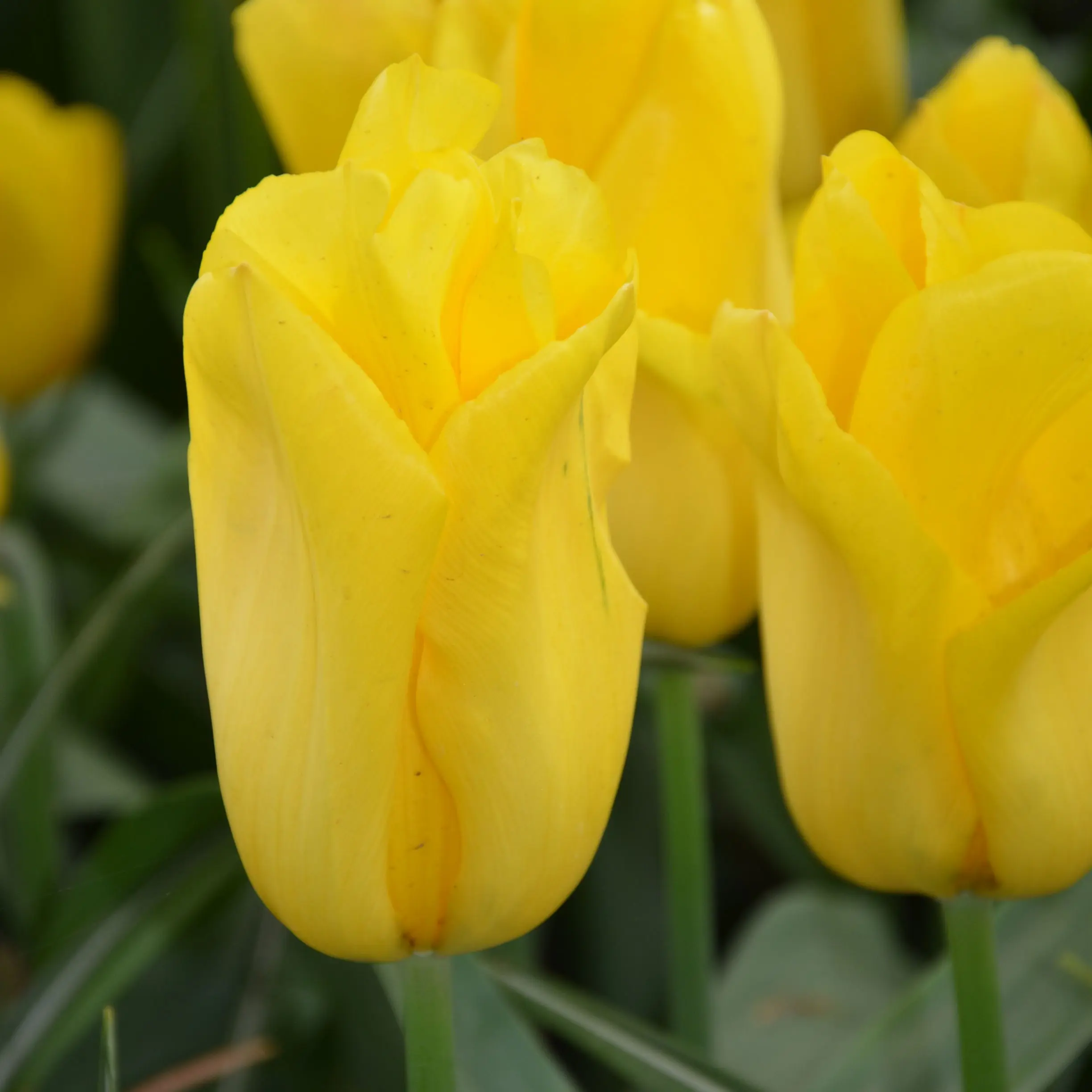 Tulipe triomphe Strong Gold