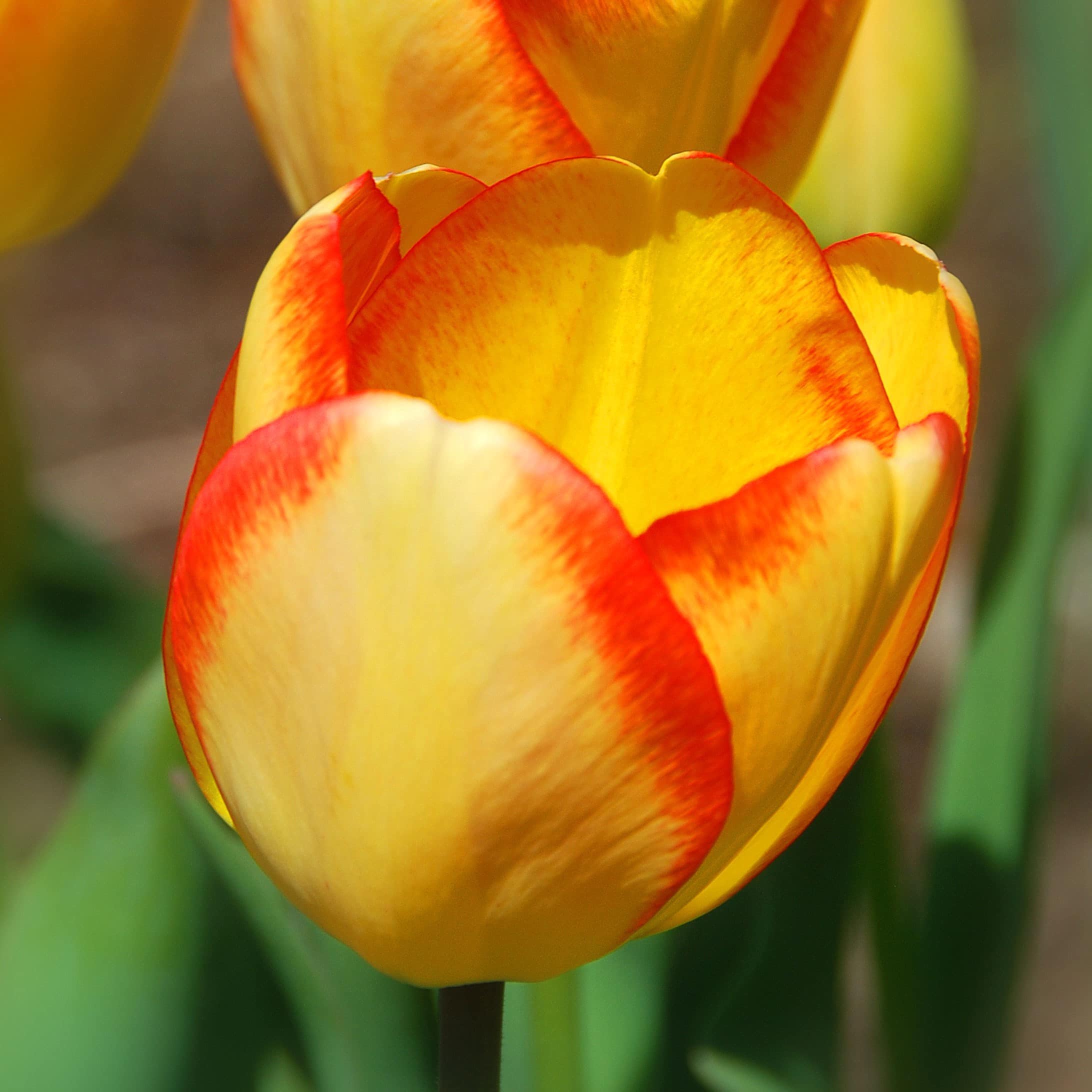 Tulipe Beauty of Spring