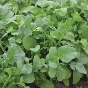 Roquette cultivée présemé bio