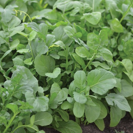 Roquette cultivée présemé bio