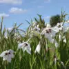 Acidanthera Bicolor