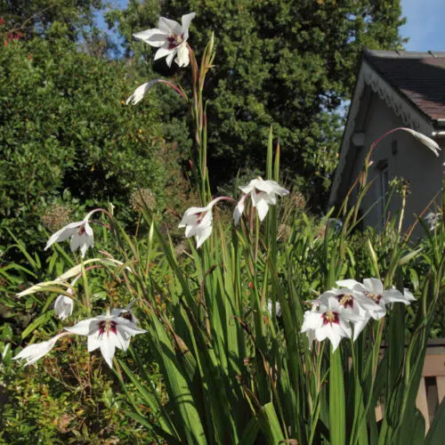 Acidanthera Bicolor