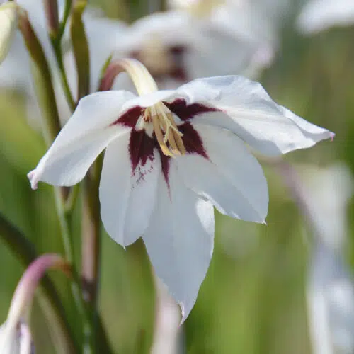 Acidanthera Bicolor