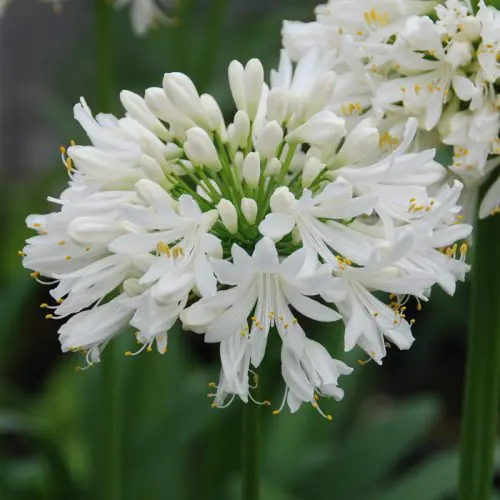 Agapanthe blanche