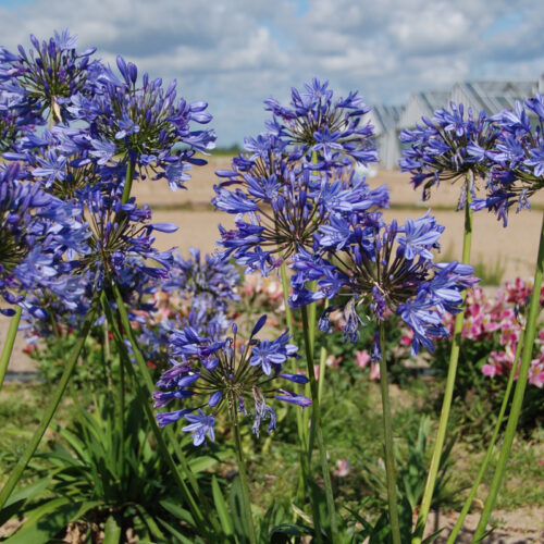 Agapanthe bleue