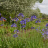 Agapanthe bleue