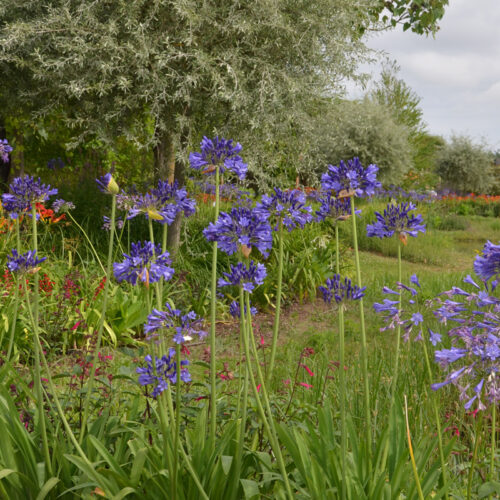 Agapanthe bleue