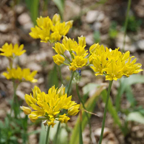 Allium moly