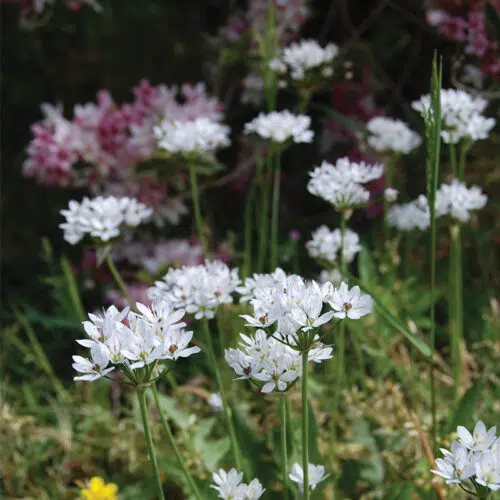 Allium neapolitanum