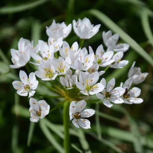 Allium neapolitanum