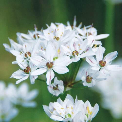 Allium neapolitanum