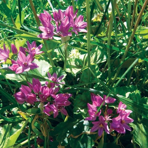 Allium oreophilum (Ostrowskianum)