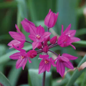 Allium oreophilum (Ostrowskianum)