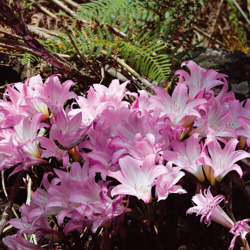 Amaryllis Belladona