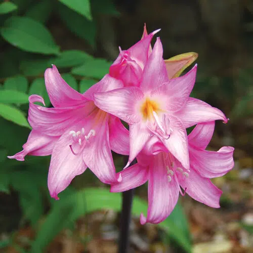 Amaryllis Belladona