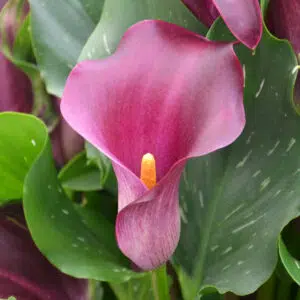 Arum Lavender Gem