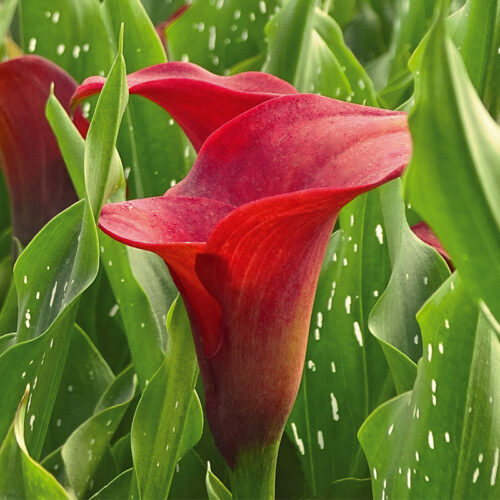 Arum Majestic Red