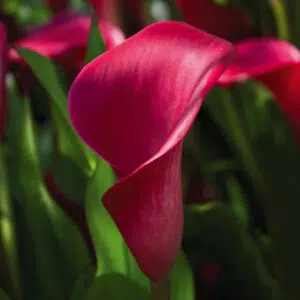 Arum Pink Persuasion