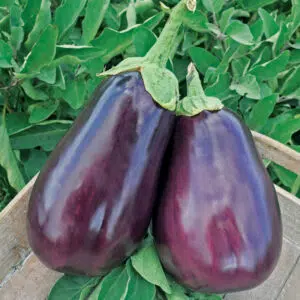 Aubergine Black Beauty Bio