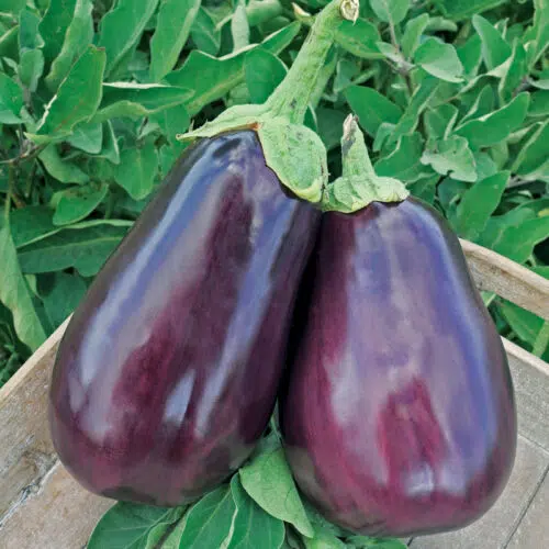 Aubergine Black Beauty Bio