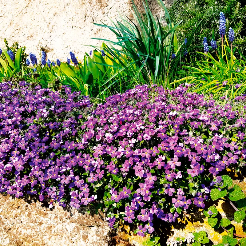 Aubriète à grande fleur violette