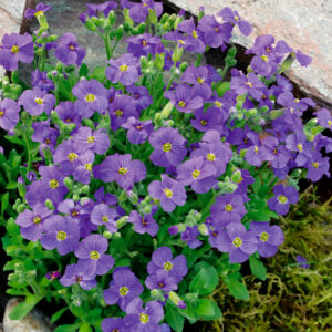 Aubriete a grande fleur violette