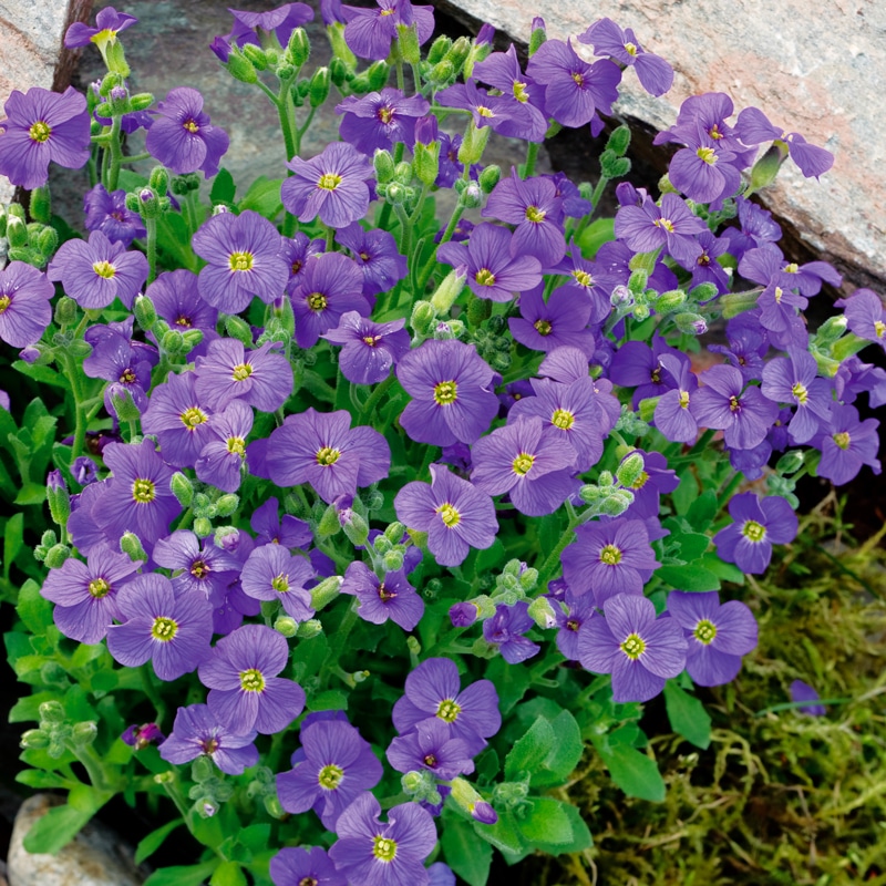 Aubriete a grande fleur violette
