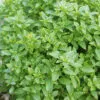 Basilic fin vert