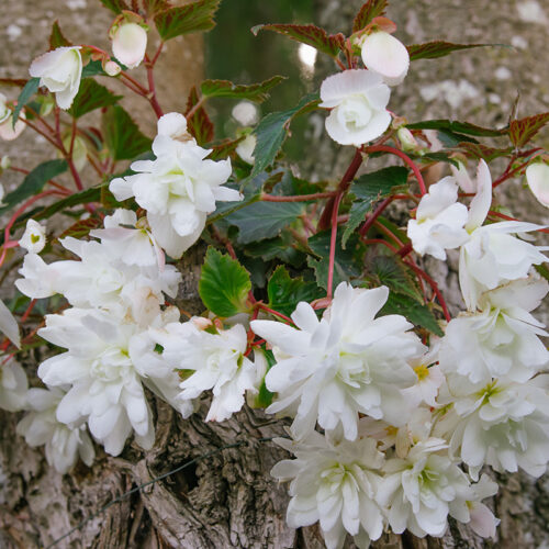 Bégonia cascade blanc