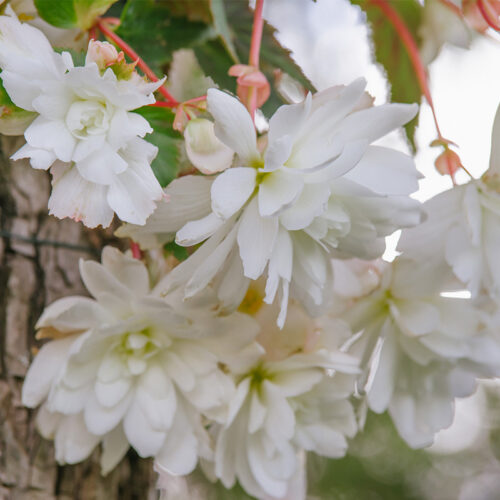 Bégonia cascade blanc