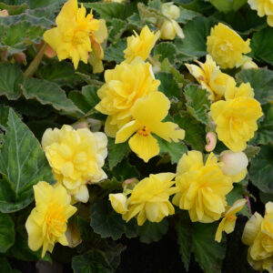 Bégonia Cascade Jaune