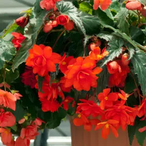 Bégonia Cascade Orange
