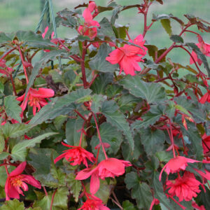 Bégonia Cascade Rose