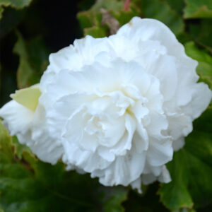 Bégonia Double Blanc