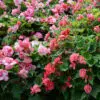 Bégonia Double Bouton de rose