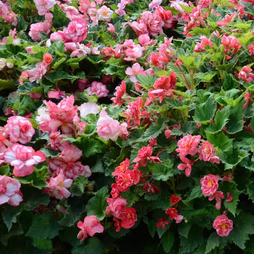 Bégonia Double Bouton de rose