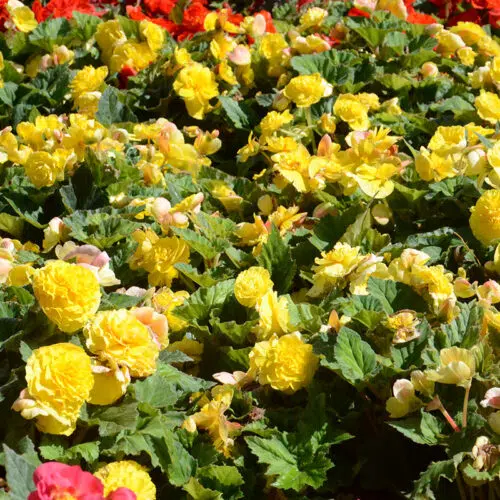 Bégonia Double Jaune