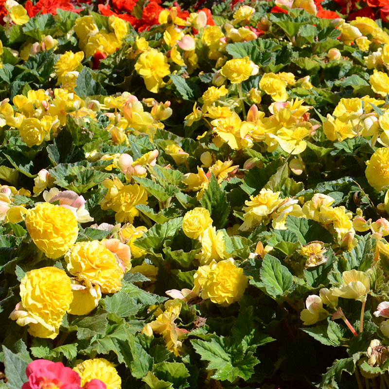 Bégonia Double Jaune