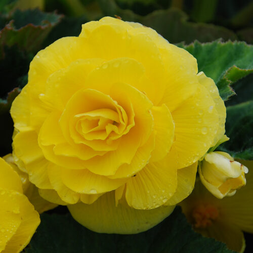 Bégonia Double Jaune