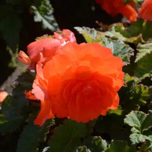 Bégonia Double Orange